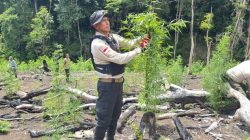 Turun Langsung ke Hutan Lampanah, Kapolda Aceh Musnahkan 3 Hektare Ladang Ganja