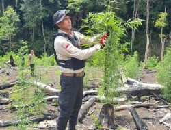 Turun Langsung ke Hutan Lampanah, Kapolda Aceh Musnahkan 3 Hektare Ladang Ganja